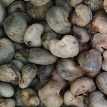 Cajou /Cashew importante quantite disponible