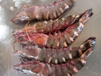 Meilleur Produit de mer – crevette Shrimp